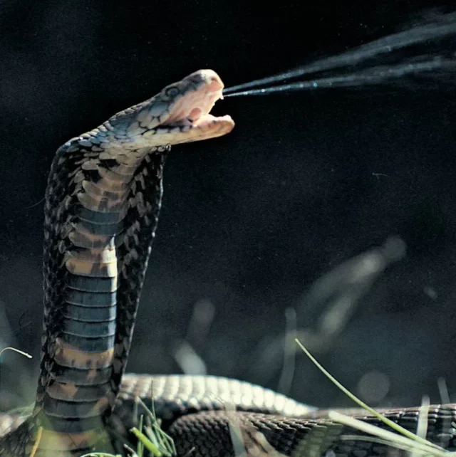 Mozambique-spitting-cobra-species-one-snakes-country