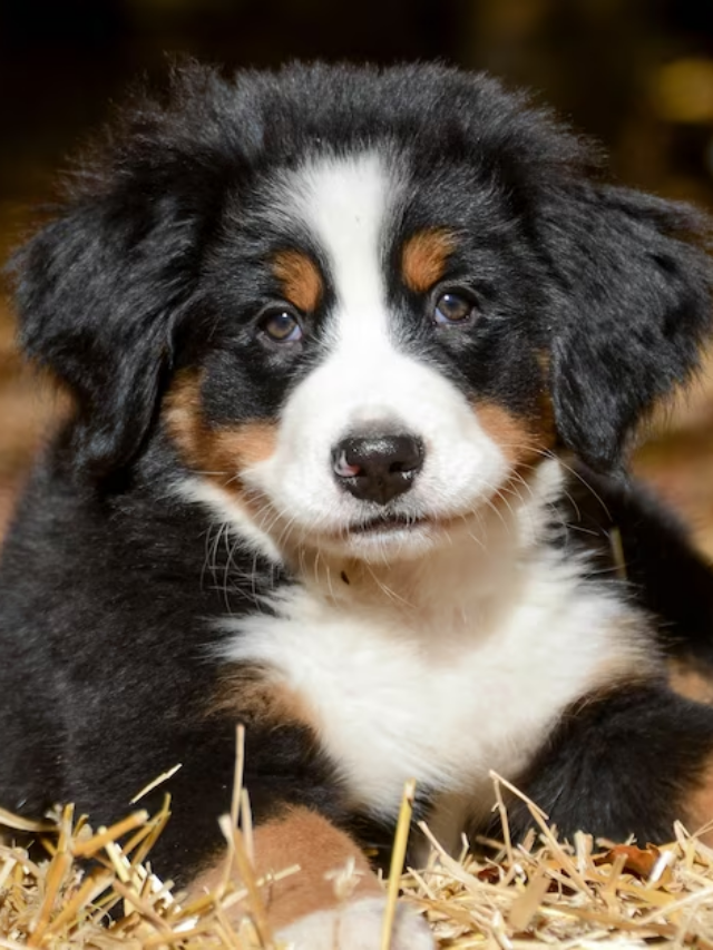 The Magnificent 7: American Dog Breeds You Should Know