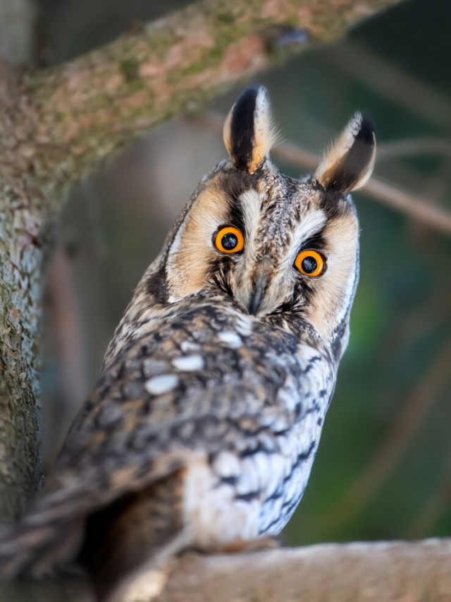 Seven Unknown Facts About Great Horned Owls