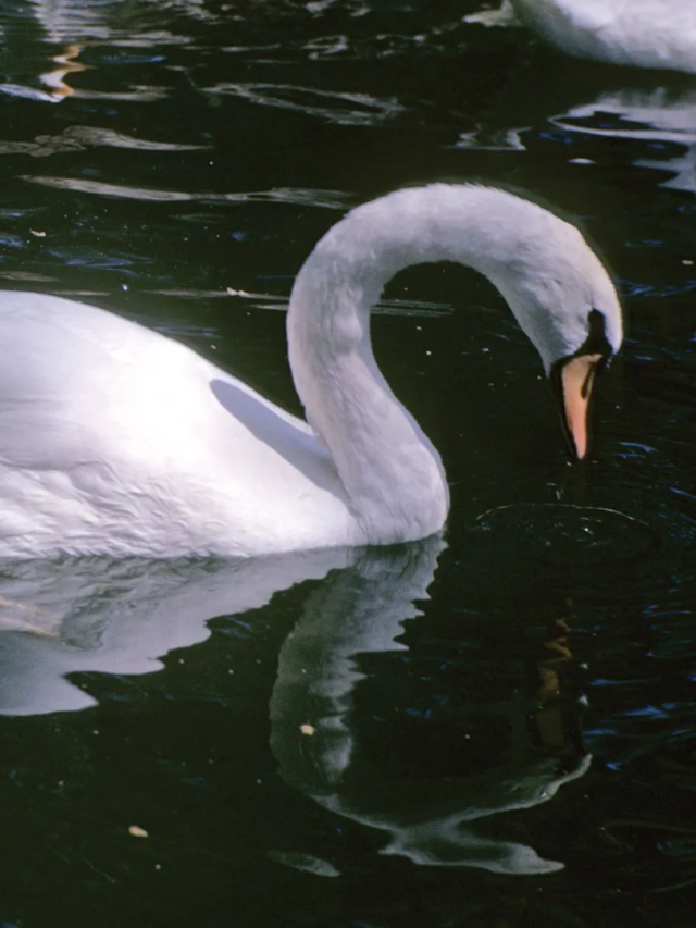 Feathered Fury: The Birds You Don’t Want to Mess With