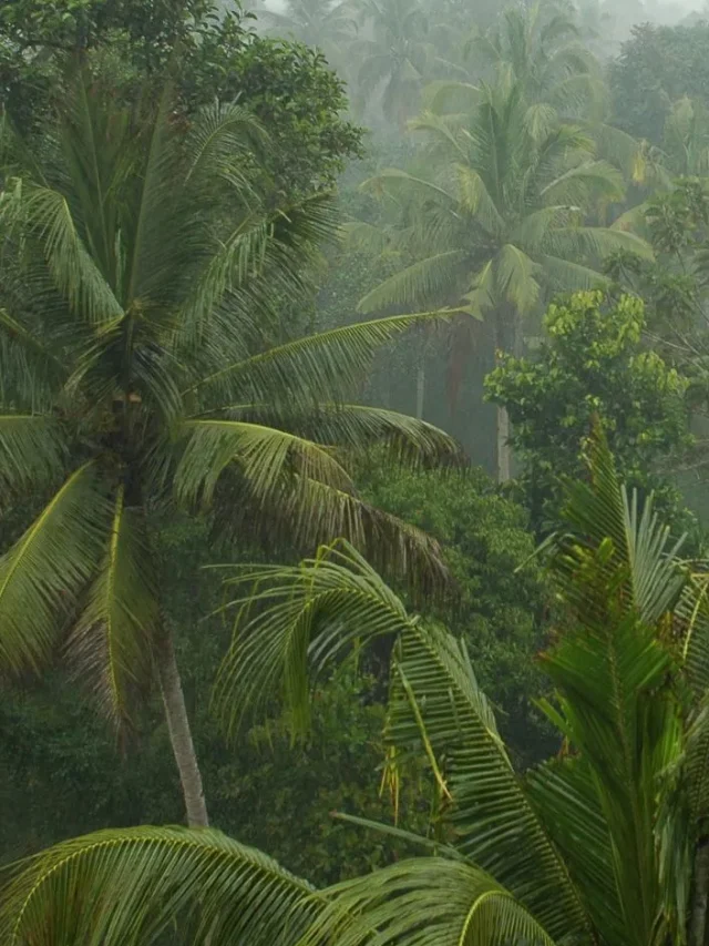 South-India-in-rain